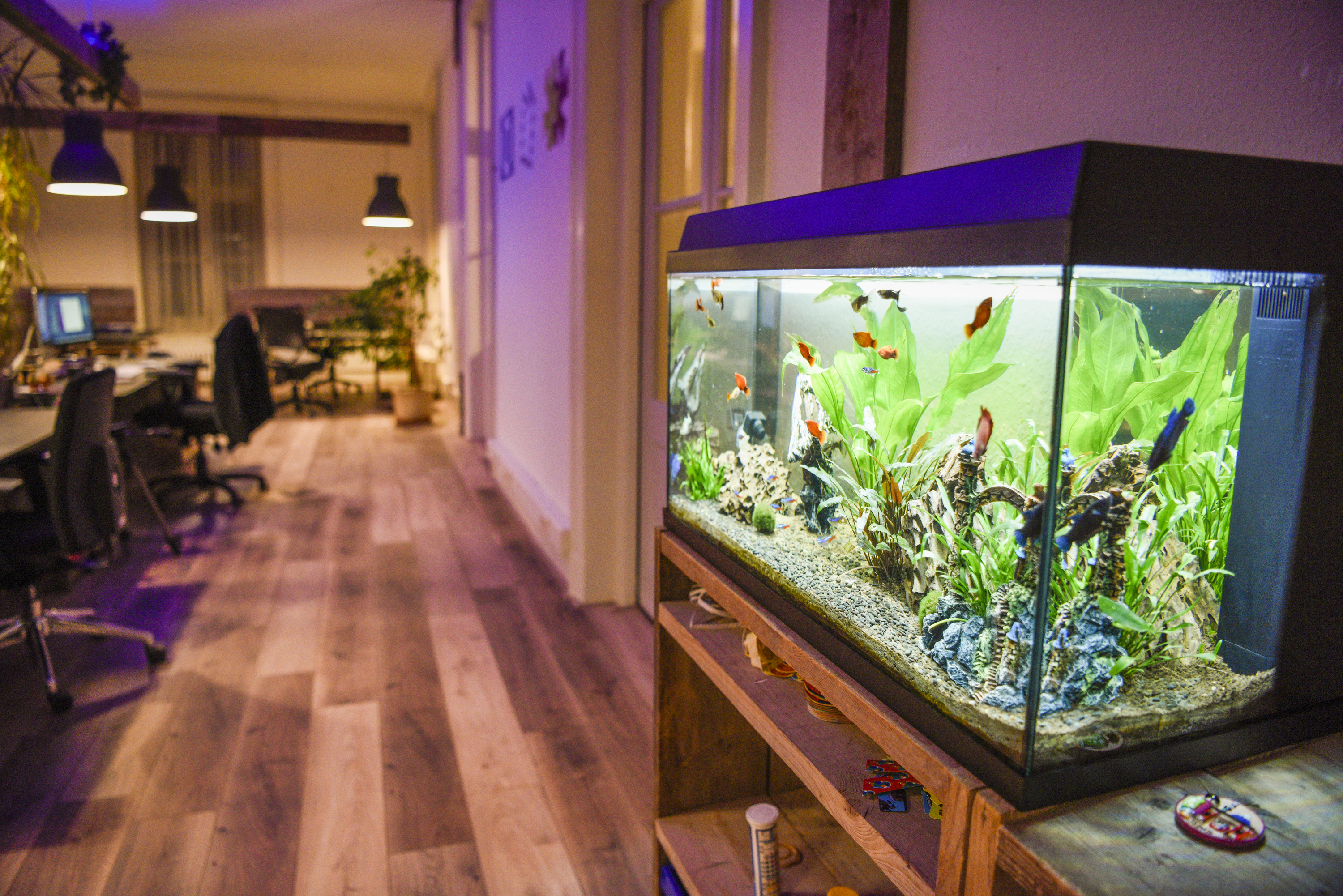 blog_nieuwkantoor_aquarium.jpg